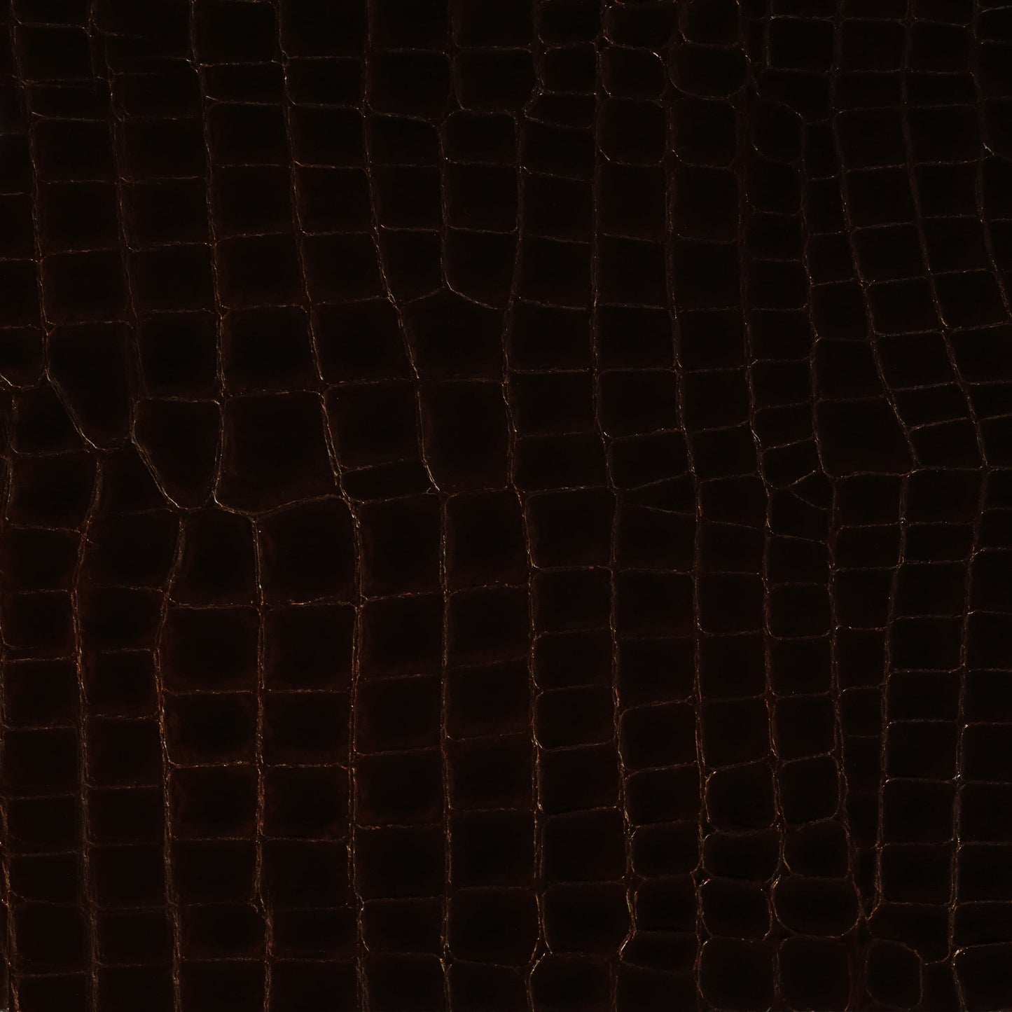 Cocodrilo Burnish